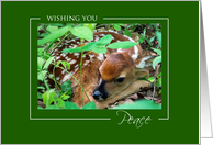 Baby Deer Wishing...