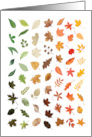 Colorful Beautiful Autumn Leaves Falling card