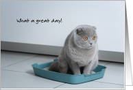 Birthday Cat Great Day No clumps in Litter Box card