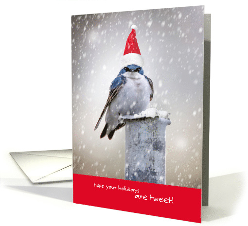 Funny Holiday Birds - Hope Your Holidays are Tweet card (1552680)