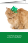 Funny Cat St. Patrick’s Day - The shenanigans may now commence card