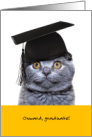 Funny Graduation Cat Onward Graduate card