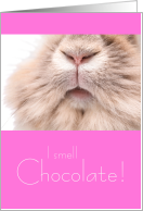 Funny Easter Bunny I Smell Chocolate card