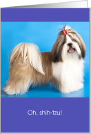 Funny Belated Birthday Oh Shi-tzu card