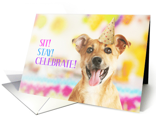 Sit Stay Celebrate Dog Themed Birthday card (1574496)