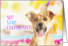 Sit Stay Celebrate Dog Themed Birthday card