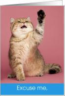 Funny Cat Tell Me...