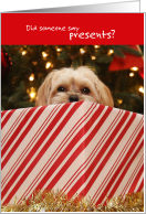 Cute Puppy Peeking Out of Christmas Present card