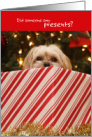 Cute Puppy Peeking Out of Christmas Present card