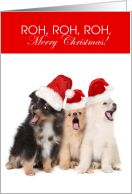 Funny Dogs Roh Roh Roh Merry Christmas card