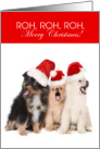 Funny Dogs Roh Roh Roh Merry Christmas card