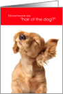 Funny Hair of the Dog Golden Retriever Shaking Itself Happy New Year card