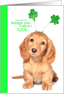 Funny Cute Wee Bit of Luck Puppy Springy Shamrocks St Patrick’s Day card