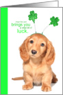 Funny Cute Wee Bit of Luck Puppy Springy Shamrocks St Patrick’s Day card