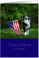 Cute Patriotic Border Collie Dog with American Flag July 4th card