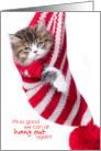 Cute Calico Kitten In Christmas Stocking Hanging Out Again card