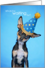 Quizzical Chihuahua Wants to Know Watcha Waiting For Birthday card
