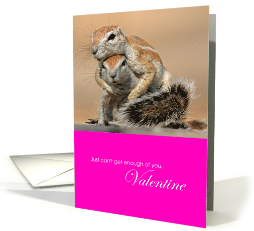 Cute Funny Hugging Squirrels Cant Get Enough of You Valentine card