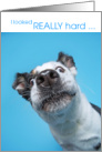 Funny Heeler Mix Dog Birthday Looked Really Hard No Wrinkles card