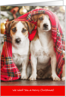 Cute Beagles WOOF You a Merry Christmas card