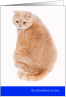 New Year Funny Scottish Straight Cat w Big Behind All Behind Us Now 20 card