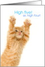 Funny Congratulations Cat Paws Up for High Five High Four card