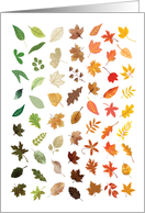 Colorful Beautiful Autumn Leaves Falling card