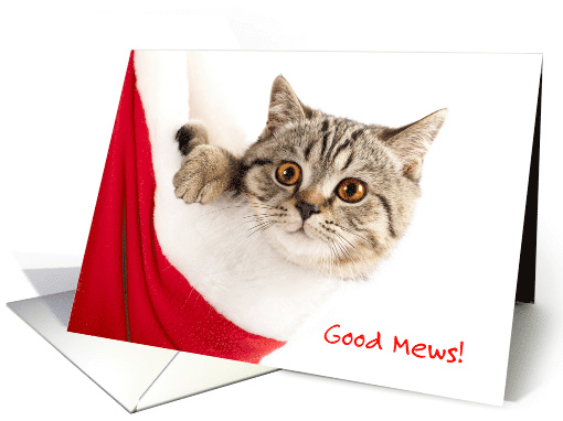Good Mews Kitten in Stocking Christmastime Is Here card (1749382)