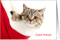 Good Mews Kitten in Stocking Christmastime Is Here card