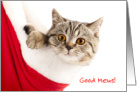 Good Mews Kitten in Stocking Christmastime Is Here card
