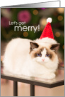 Funny Cute Christmas Grumpy Cat with Santa Hat Lets Get Merry card