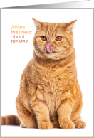 Funny Halloween Yellow Tabby Cat Whats This I Hear About Treats card