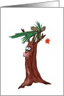 Funny Anniversary Compliment  Bald Maple Tree with Pine Needle Toupee card