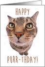 Tabby Cat Wishing Happy Purr-thday card