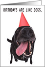 Birthdays Are Like Dogs Humorous For Anyone card