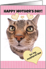 Funny Cat Happy Mother’s Day to Mother-in-Law card