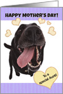 Funny Dog Happy Mother’s Day to a Special Aunt card