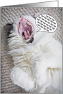 Laughing Cat Humorous Happy Birthday card