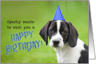 Happy Birthday Puppy Humor card