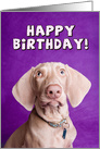 Happy Birthday Weimaraner Dog card