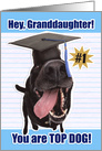 Congratulations Granddaughter Graduate You Are Top Dog card
