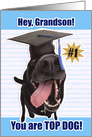 Congratulations Grandson Graduate You Are Top Dog card