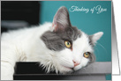 Thinking of You Cute Kitty Cat card