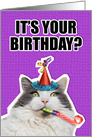 Happy Birthday For Anyone Party Cat Humor card