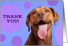 Thank You Funny Pit Bull card