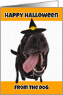Happy Halloween From the Dog Humor card