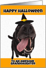 Happy Halloween to an Awesome Granddaughter Cute Dog in Costume Humor card