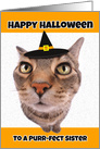 Happy Halloween Sister Funny Cat in Witch Hat Humor card