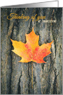 Thinking of You at Thanksgiving Fall Leaf Photograph card