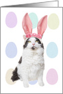 Happy Easter Cat in Bunny Ears Humor card